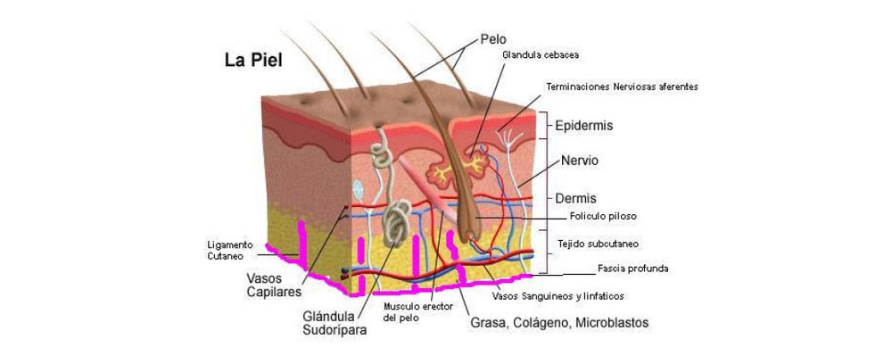 dermex